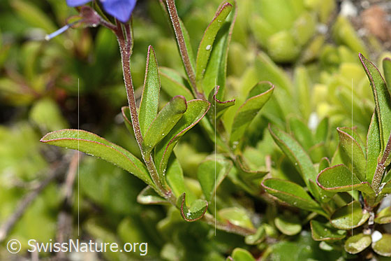 Photo: Veronica fruticans. Staängel and leaves.