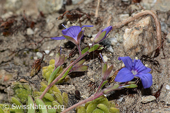 Photo: Veronica fruticans. Stem, calyx and blossom.