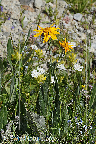 Foto: Gemswurz-Greiskraut (Senecio doronicum). Ganze Pflanze (Habitus).