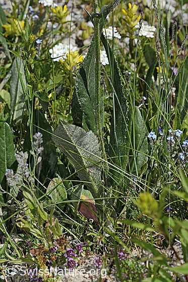 Foto: Gemswurz-Greiskraut (Senecio doronicum). Blätter und Stängel.