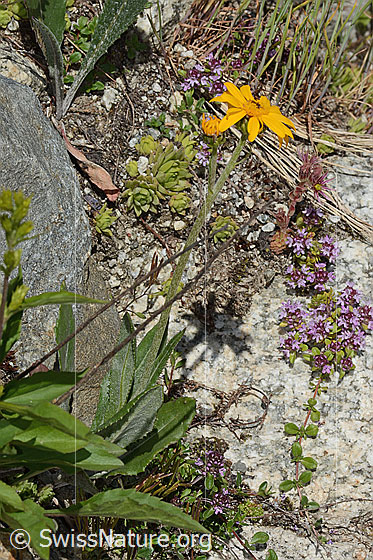 Foto: Gemswurz-Greiskraut (Senecio doronicum). Ganze Pflanze (Habitus).