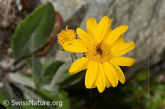 Foto: Gemswurz-Greiskraut (Senecio doronicum). Blüte.