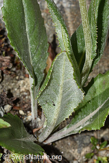 Foto: Gemswurz-Greiskraut (Senecio doronicum). Blattunterseite.