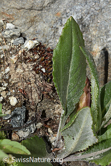 Foto: Gemswurz-Greiskraut (Senecio doronicum). Blattoberseite.