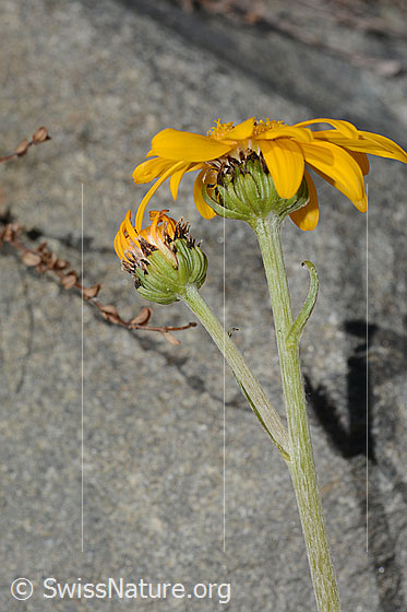 Foto: Gemswurz-Greiskraut (Senecio doronicum). Stängel und Blüten.