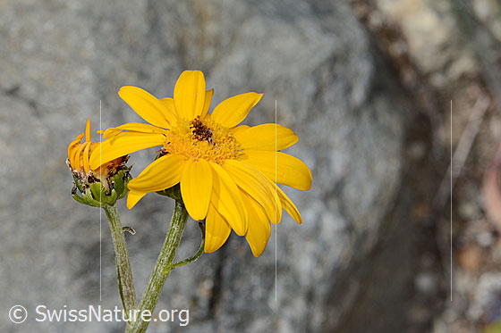 Foto: Gemswurz-Greiskraut (Senecio doronicum). Blüten.