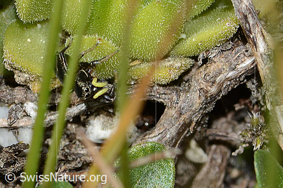 Photo: Probably Heliophanus lineiventris (jumping spider). View from the front.