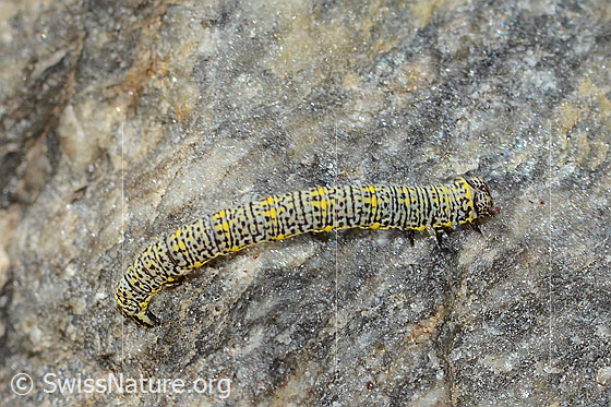 Foto: Wahrscheinlich Raupe des Alpenspanners (Lycia alpina). Ansicht von der Seite.