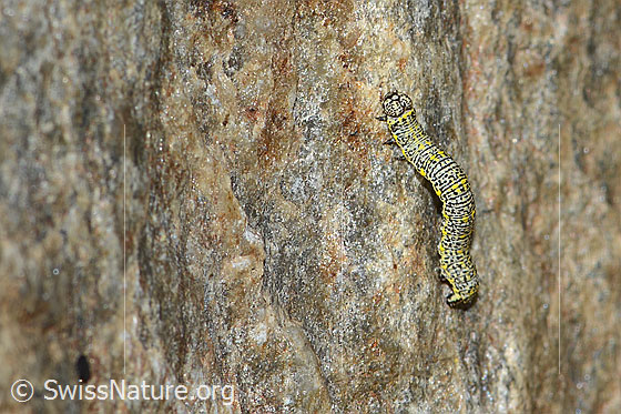 Foto: Wahrscheinlich Raupe des Alpenspanners (Lycia alpina). Ansicht von schräg oben.