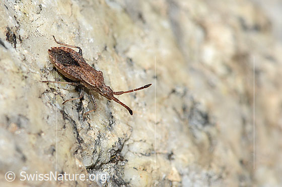 Photo: Coriomeris denticulatus. Length 10mm. View from side front.