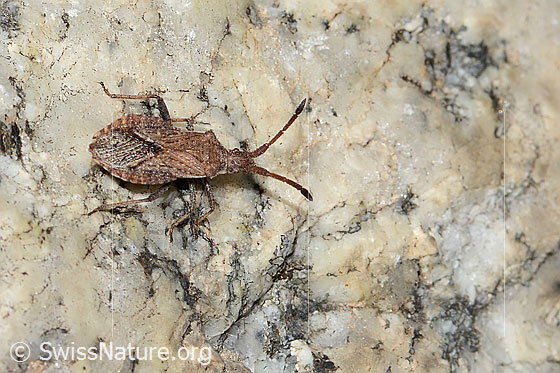 Foto: Coriomeris denticulatus (Randwanze). Länge 10mm. Ansicht von oben.