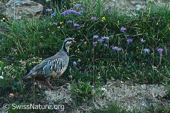 Foto: Steinhuhn (Alectoris graeca). Länge 320 - 370mm. Ansicht von der Seite.