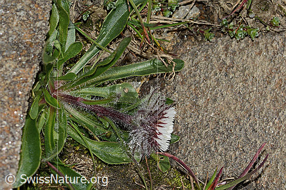 Foto: Einköpfiges Berufkraut (Erigeron uniflorus). Ganze Pflanze (Habitus). Höhe: 5cm. Ansicht von der Seite.