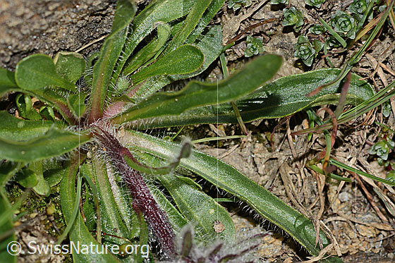 Foto: Einköpfiges Berufkraut (Erigeron uniflorus). Blätter und Stängel.