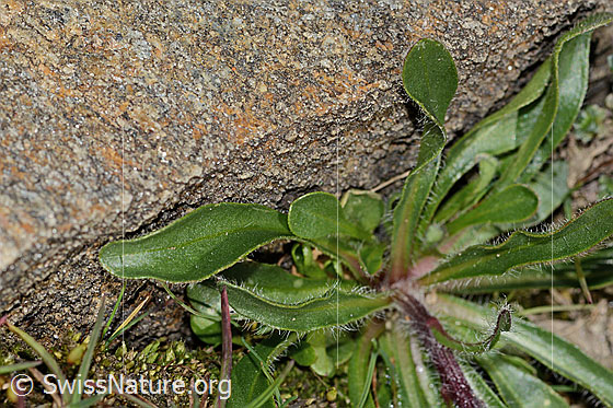 Foto: Einköpfiges Berufkraut (Erigeron uniflorus). Blätter. Blattoberseite.