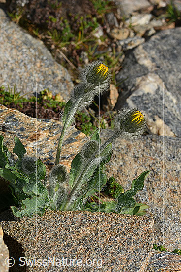 Foto: Wahrscheinlich Zottiges Habichtskraut (Hieracium villosum). Ganze Pflanze (Habitus). Die Blüte ist noch nicht geöffnet. Höhe: 10cm.