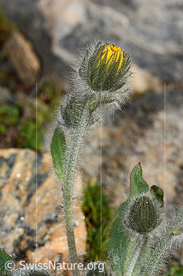 Foto: Wahrscheinlich Zottiges Habichtskraut (Hieracium villosum). Stängel und Blüte. Die Blüte ist noch nicht geöffnet.