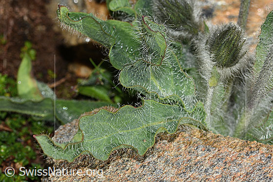 Foto: Wahrscheinlich Zottiges Habichtskraut (Hieracium villosum). Blätter. Blattoberseite.