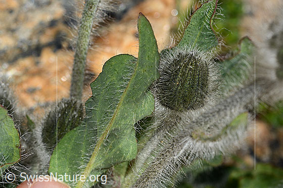 Foto: Wahrscheinlich Zottiges Habichtskraut (Hieracium villosum). Blattunterseite.