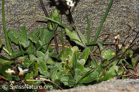Photo: Arabis alpina. Leaves and stem.