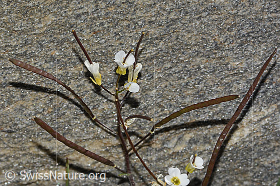 Photo: Arabis alpina. Blossoms and fruits.