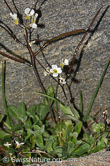 Photo: Arabis alpina. Whole plant (habiti). Height = 11cm.