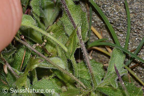 Photo: Arabis alpina. Stem and leaves.