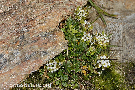 Foto: Kurzstängelige Gämskresse (Pritzelago alpina ssp. brevicaulis). Höhe: 1.5cm. Ganze Pflanze (Habitus).