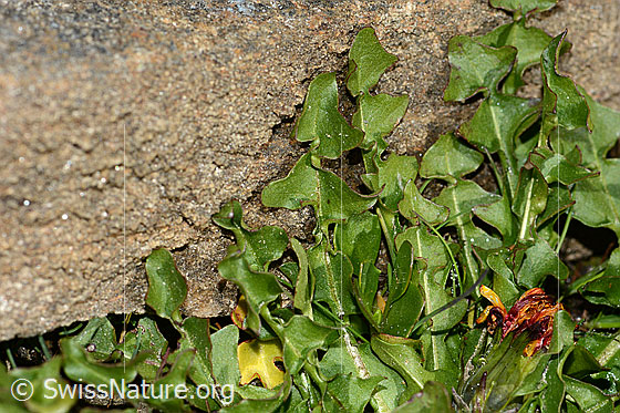 Foto: Wahrscheinlich Pachers Löwenzahn (Taraxacum pacheri). Blätter. Blattoberseite.