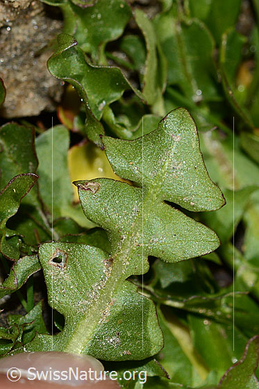 Foto: Wahrscheinlich Pachers Löwenzahn (Taraxacum pacheri). Blattunterseite.