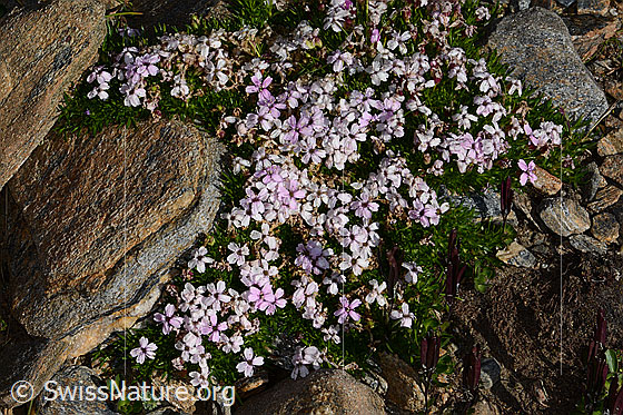 Foto: Kalk-Polsternelke (Silene acaulis). Ganze Pflanze (Habitus).