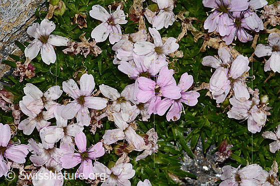 Foto: Kalk-Polsternelke (Silene acaulis). Blüten. Fast verblüht.