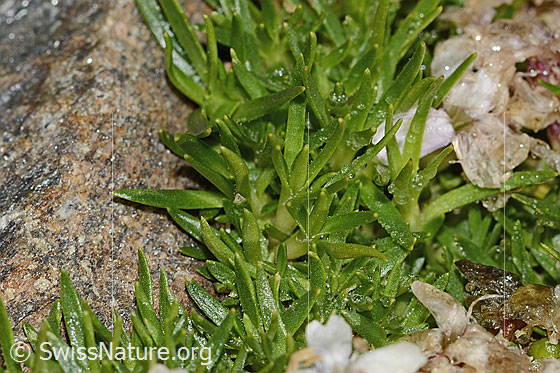 Foto: Kalk-Polsternelke (Silene acaulis). Blätter.