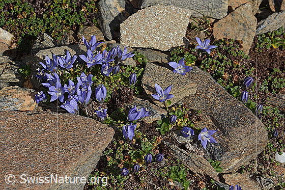 Foto: Mont Cenis-Glockenblume (Campanula cenisia). Ganze Pflanze (Habitus).
