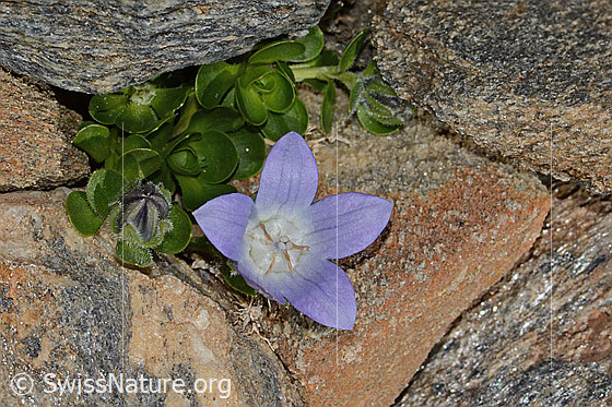 Foto: Mont Cenis-Glockenblume (Campanula cenisia). Blüte und Blätter.