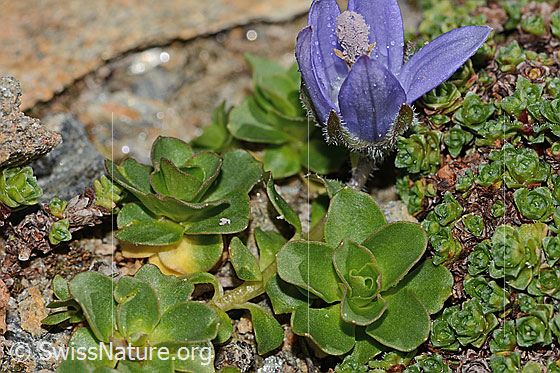 Foto: Mont Cenis-Glockenblume (Campanula cenisia). Blätter.