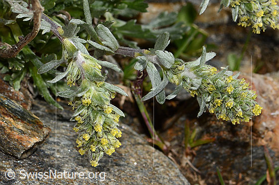 Foto: Ährige Edelraute (Artemisia genipi). Blüten und Blätter.