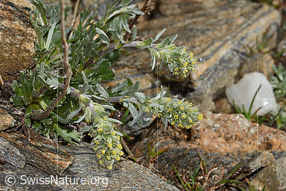 Foto: Ährige Edelraute (Artemisia genipi). Blüten und Blätter.