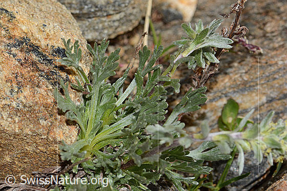 Foto: Ährige Edelraute (Artemisia genipi). Blätter.