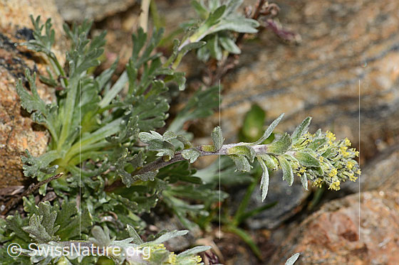 Foto: Ährige Edelraute (Artemisia genipi). Blütenähre und Blätter.