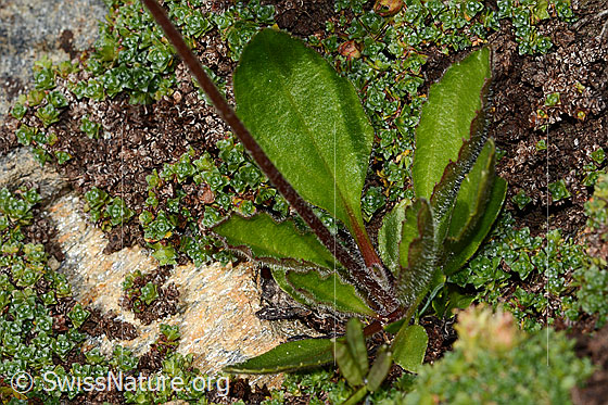 Photo: Aster bellidiastrum. Leaves and stem.