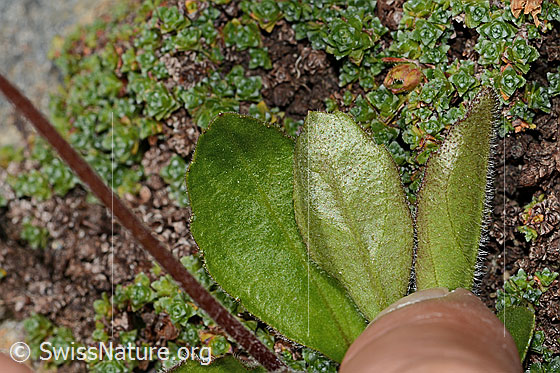 Photo: Aster bellidiastrum. Leaf underside.