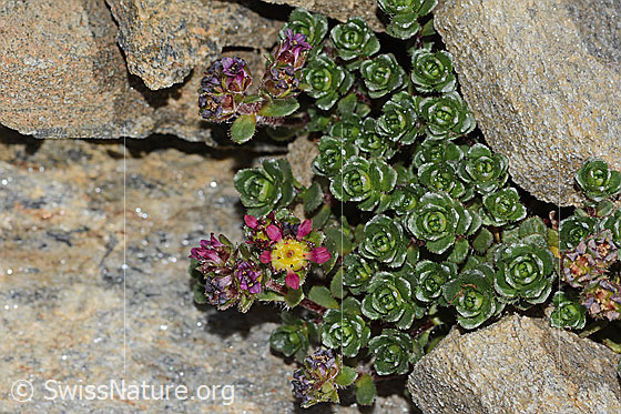 Foto: Zweiblütiger Steinbrech (Saxifraga biflora). Ganze Pflanze (Habitus).