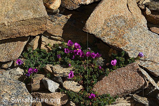Foto: Gegenblättriger Steinbrech (Saxifraga oppositifolia). Ganze Pflanze (Habitus).