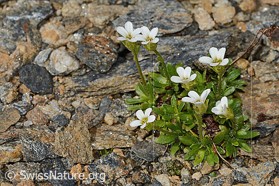 Foto: Mannsschild-Steinbrech (Saxifraga androsacea). Höhe: 3cm. Ganze Pflanze (Habitus).