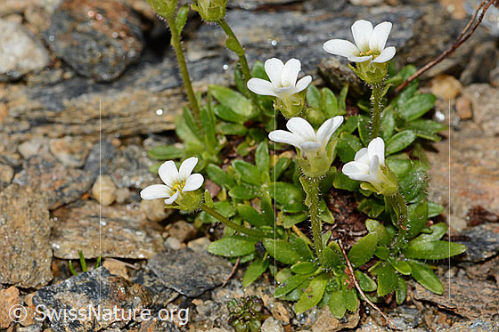 Foto: Mannsschild-Steinbrech (Saxifraga androsacea). Ganze Pflanze (Habitus). Ansicht von schräg oben.