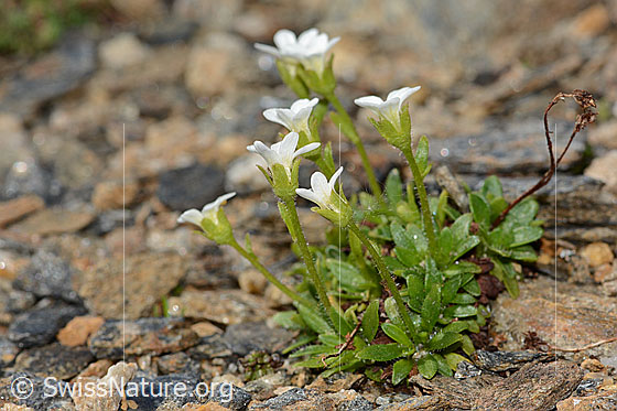 Foto: Mannsschild-Steinbrech (Saxifraga androsacea). Höhe: 3cm. Ganze Pflanze (Habitus). Ansicht von der Seite.