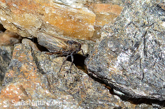 Säbelspornzikade (Javesella dubia)
