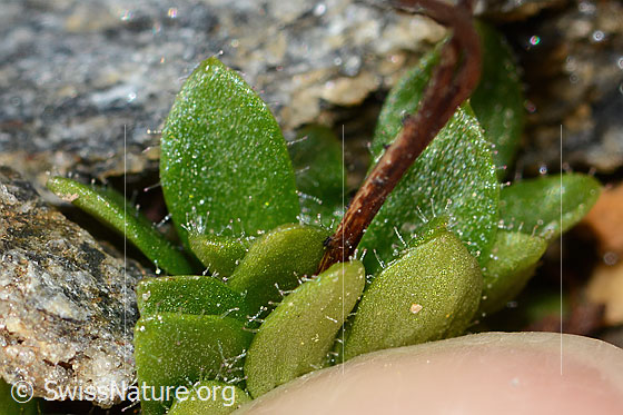 Foto: Mannsschild-Steinbrech (Saxifraga androsacea). Blattrand und Blattunterseite.
