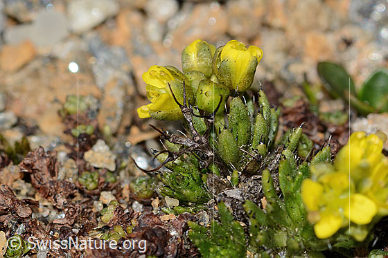 Foto: Hoppes Felsenblümchen (Draba hoppeana). Höhe: ca. 6mm.  Ganze Pflanze (Habitus).